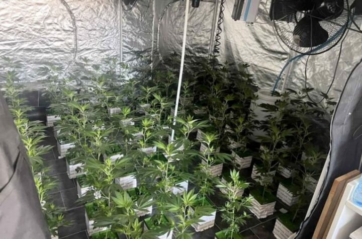 OTKRIVENE 3 LABORATORIJE ZA PROIZVODNJU MARIHUANE: Sedmoro palo u Beogradu