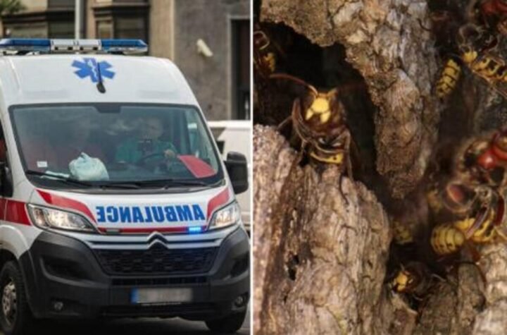 Ženu u kosu ušlo! Srpkinja opisala kako je jedva živu glavu sačuvala: "Svuda su me izujedale"