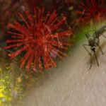 SVE GORE JE U NAŠEM KOMŠILUKU: Virus Zapadnog Nila seje strah po Evropi, da li je pred vratima Srbije?