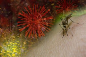 SVE GORE JE U NAŠEM KOMŠILUKU: Virus Zapadnog Nila seje strah po Evropi, da li je pred vratima Srbije?