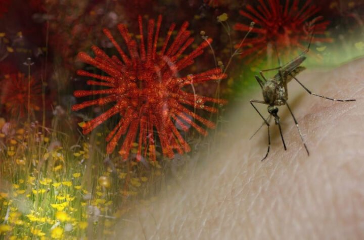 SVE GORE JE U NAŠEM KOMŠILUKU: Virus Zapadnog Nila seje strah po Evropi, da li je pred vratima Srbije?