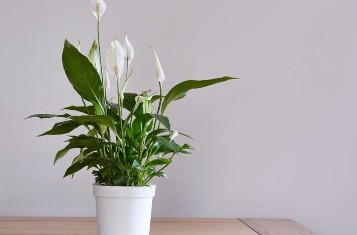 Zovu je neuništiva biljka jer podnosi najveće vrućine! Cveta mesecima, zaboravite na nju čim je posadite