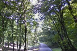 Drvo palo na grupu slavljenika na Košutnjaku! Ostali zarobljeni pod stablom, ima teže povređenih
