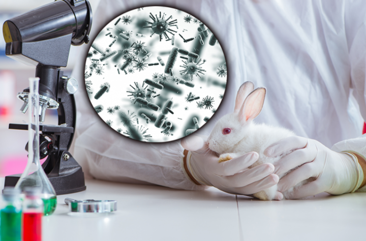 SMRTONOSAN VIRUS HARA BOSNOM I HERCEGOVINOM! Bolest se prenosi putem komarca ili direktnim kontaktom - svima naloženo da nose zaštitne rukavice!